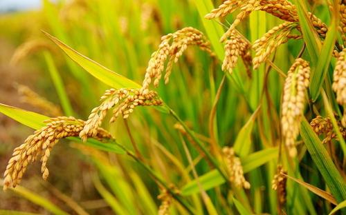 在新沂周边市场上,徐州市场新产粳稻粮食企业收购价为1.